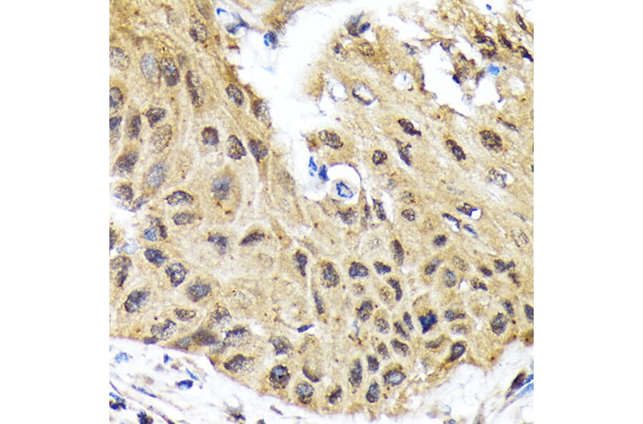 Immunohistochemistry - Anti-EIF2B5 Antibody [ARC1774] (A306812) - Antibodies.com