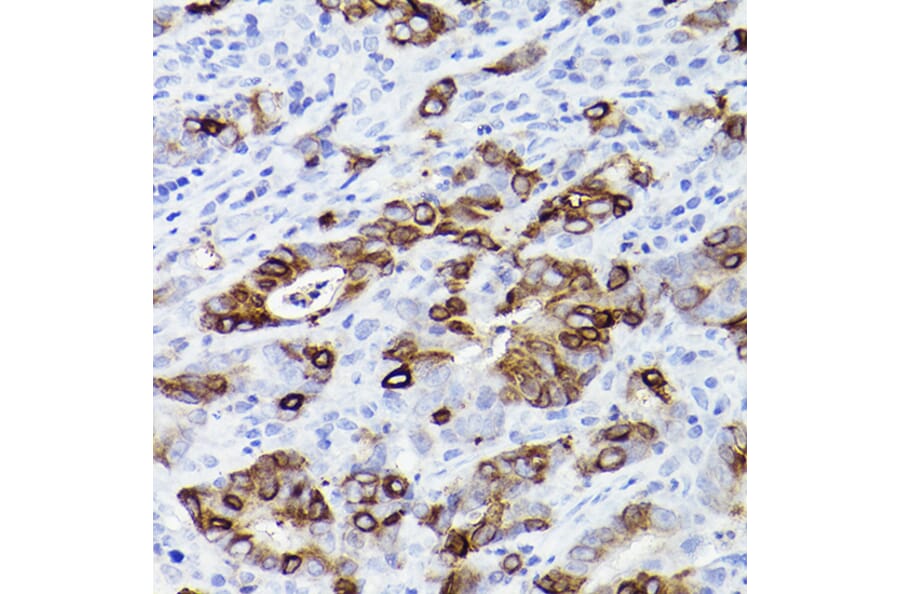 Immunohistochemistry - Anti-Trefoil Factor 3 Antibody [ARC2664] (A306815) - Antibodies.com