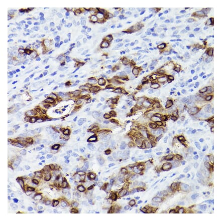 Immunohistochemistry - Anti-Trefoil Factor 3 Antibody [ARC2664] (A306815) - Antibodies.com