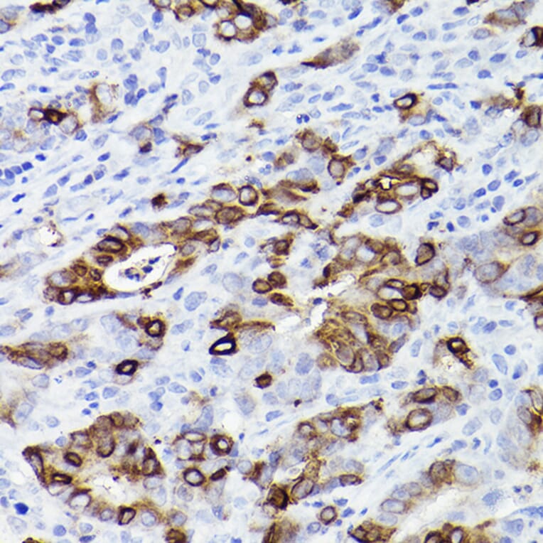Immunohistochemistry - Anti-Trefoil Factor 3 Antibody [ARC2664] (A306815) - Antibodies.com