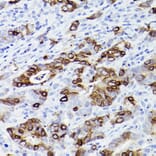 Immunohistochemistry - Anti-Trefoil Factor 3 Antibody [ARC2664] (A306815) - Antibodies.com