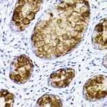 Immunohistochemistry - Anti-Trefoil Factor 3 Antibody [ARC2664] (A306815) - Antibodies.com