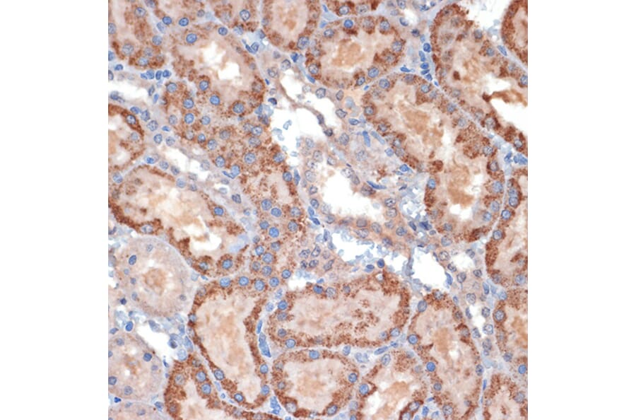 Immunohistochemistry - Anti-TIM50 Antibody (A306816) - Antibodies.com