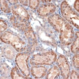 Immunohistochemistry - Anti-TIM50 Antibody (A306816) - Antibodies.com
