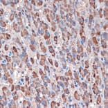 Immunohistochemistry - Anti-TIM50 Antibody [ARC1883] (A306816) - Antibodies.com