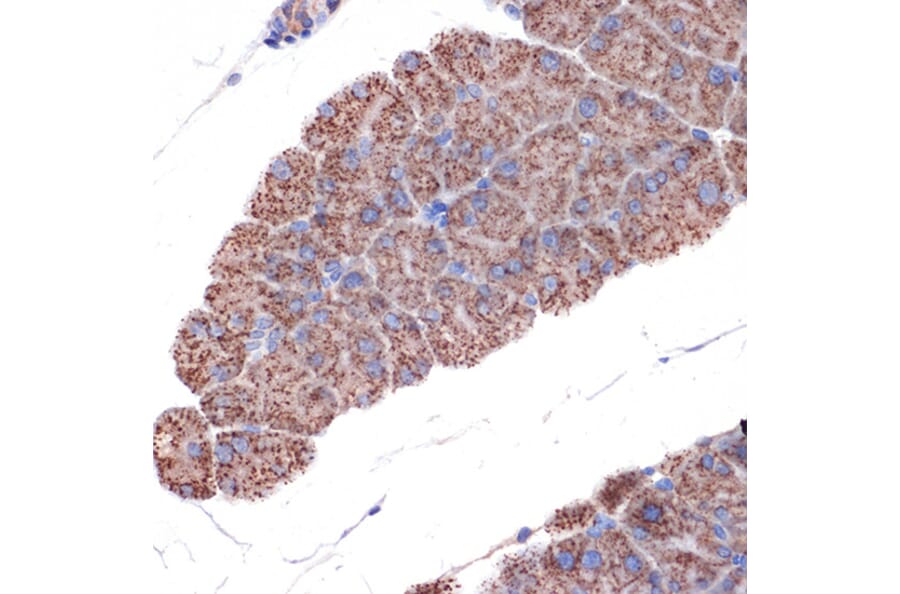 Immunohistochemistry - Anti-TIM50 Antibody [ARC1883] (A306816) - Antibodies.com