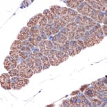 Immunohistochemistry - Anti-TIM50 Antibody [ARC1883] (A306816) - Antibodies.com