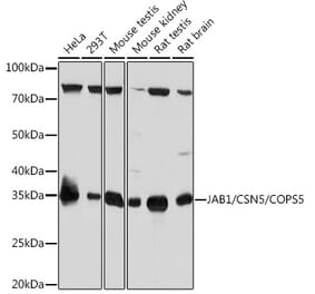 Western Blot - Anti-JAB1 Antibody [ARC0895] (A306818) - Antibodies.com