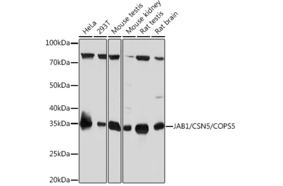 Western Blot - Anti-JAB1 Antibody [ARC0895] (A306818) - Antibodies.com