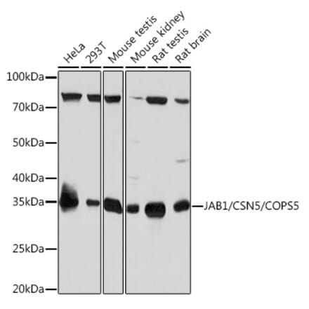 Western Blot - Anti-JAB1 Antibody [ARC0895] (A306818) - Antibodies.com