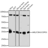 Western Blot - Anti-JAB1 Antibody [ARC0895] (A306818) - Antibodies.com