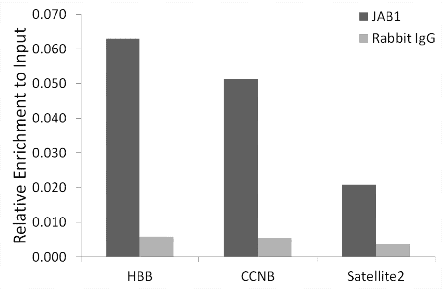 Chromatin Immunoprecipitation - Anti-JAB1 Antibody (A306818) - Antibodies.com