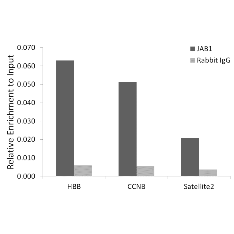 Chromatin Immunoprecipitation - Anti-JAB1 Antibody (A306818) - Antibodies.com