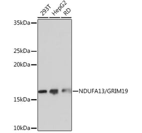 Western Blot - Anti-GRIM19 Antibody [ARC0833] (A306819) - Antibodies.com