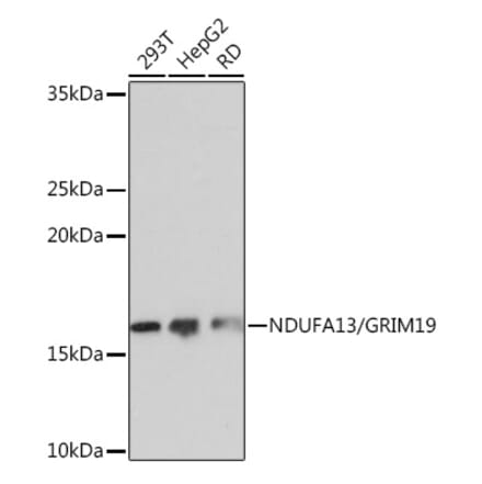 Western Blot - Anti-GRIM19 Antibody [ARC0833] (A306819) - Antibodies.com