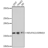 Western Blot - Anti-GRIM19 Antibody [ARC0833] (A306819) - Antibodies.com