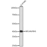 Western Blot - Anti-HIF1AN/FIH-1 Antibody [ARC0826] (A306821) - Antibodies.com
