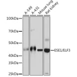 Western Blot - Anti-ESE1 Antibody [ARC1191] (A306822) - Antibodies.com