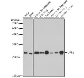Western Blot - Anti-Uridine Phosphorylase 1 Antibody [ARC2531] (A306823) - Antibodies.com