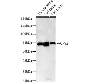 Western Blot - Anti-CRY2 Antibody (A306824) - Antibodies.com