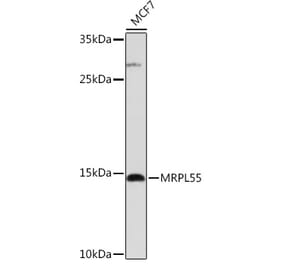 Western Blot - Anti-MRPL55 Antibody (A306826) - Antibodies.com