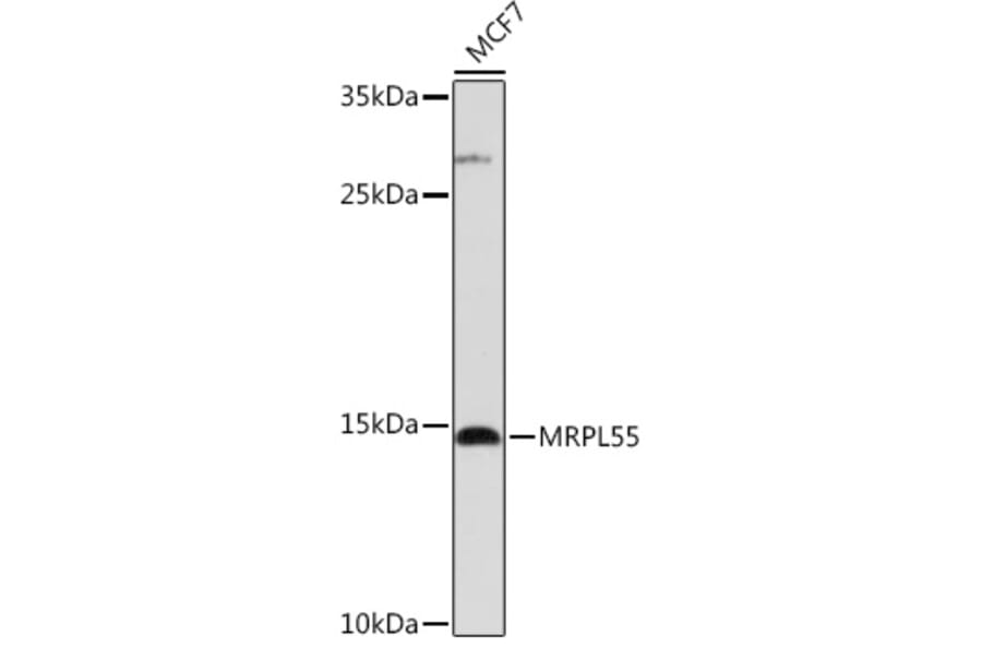 Western Blot - Anti-MRPL55 Antibody (A306826) - Antibodies.com