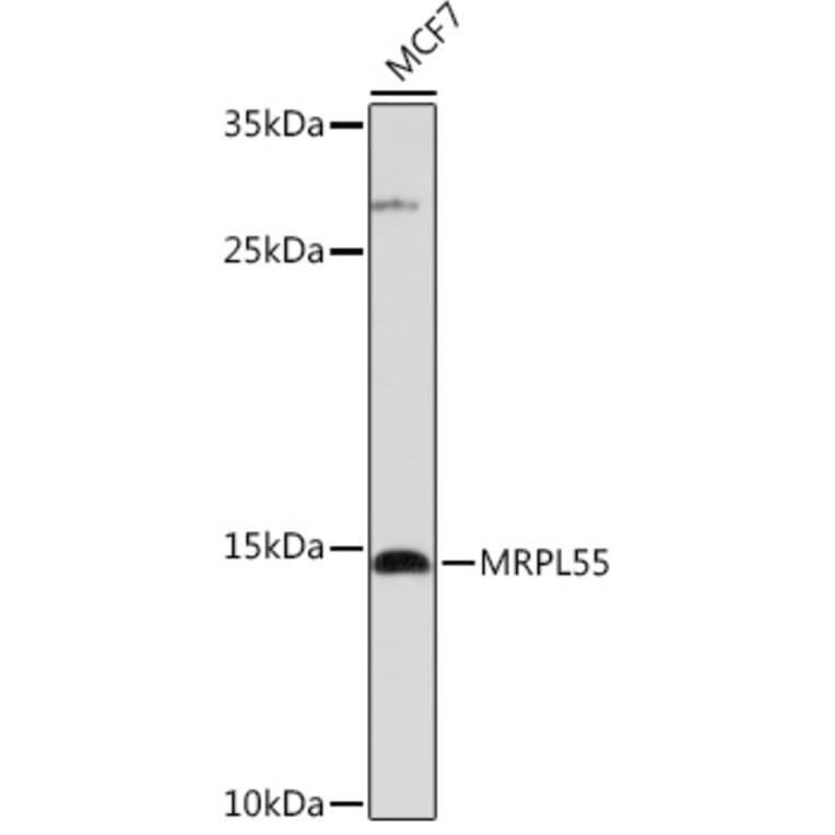 Western Blot - Anti-MRPL55 Antibody (A306826) - Antibodies.com