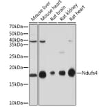 Western Blot - Anti-Ndufs4 Antibody [ARC1784] (A306828) - Antibodies.com