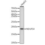 Western Blot - Anti-Ndufs4 Antibody [ARC1784] (A306828) - Antibodies.com