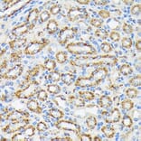 Immunohistochemistry - Anti-Ndufs4 Antibody [ARC1784] (A306828) - Antibodies.com