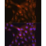 Immunofluorescence - Anti-Ndufs4 Antibody [ARC1784] (A306828) - Antibodies.com