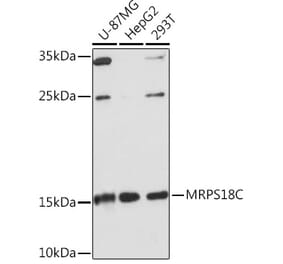 Western Blot - Anti-MRPS18C Antibody (A306829) - Antibodies.com