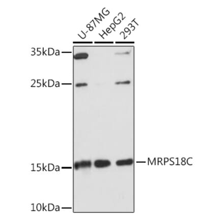 Western Blot - Anti-MRPS18C Antibody (A306829) - Antibodies.com