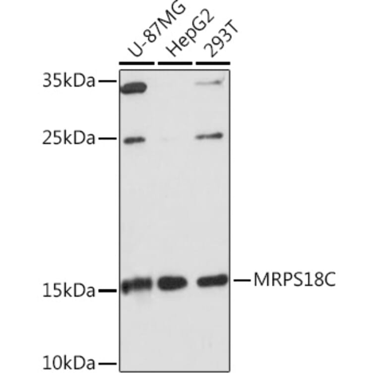 Western Blot - Anti-MRPS18C Antibody (A306829) - Antibodies.com