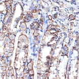 Immunohistochemistry - Anti-VPS11 Antibody [ARC2325] (A306832) - Antibodies.com