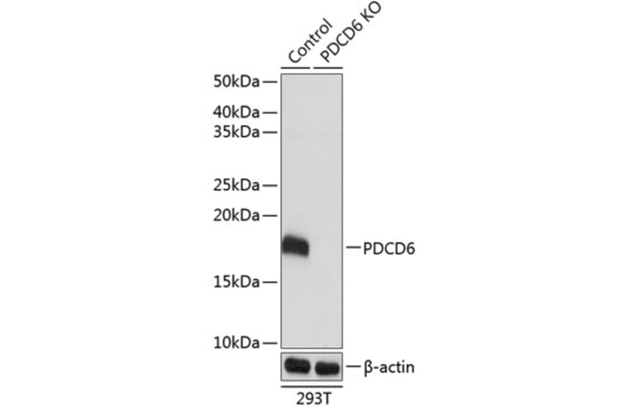 Western Blot - Anti-PDCD6 / ALG-2 Antibody (A306833) - Antibodies.com