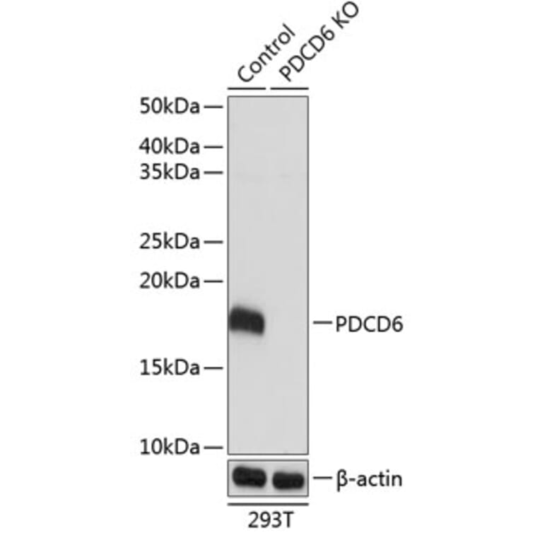 Western Blot - Anti-PDCD6 / ALG-2 Antibody (A306833) - Antibodies.com