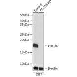 Western Blot - Anti-PDCD6 / ALG-2 Antibody (A306833) - Antibodies.com