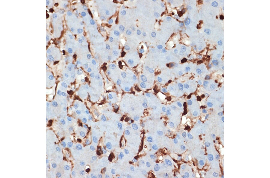 Immunohistochemistry - Anti-S100 alpha 6/PRA Antibody [ARC2005] (A306836) - Antibodies.com