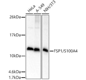 Western Blot - Anti-S100A4 Antibody (A306837) - Antibodies.com