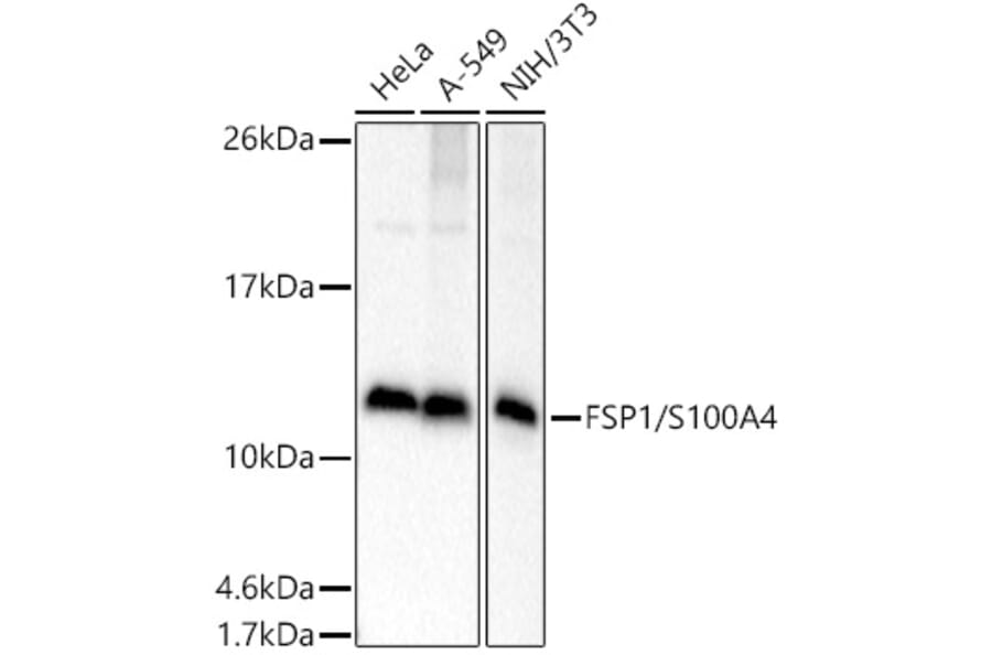 Western Blot - Anti-S100A4 Antibody (A306837) - Antibodies.com