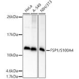 Western Blot - Anti-S100A4 Antibody (A306837) - Antibodies.com