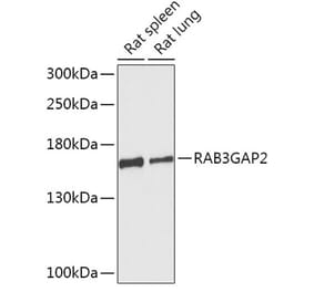 Western Blot - Anti-RAB3GAP2 Antibody (A306838) - Antibodies.com
