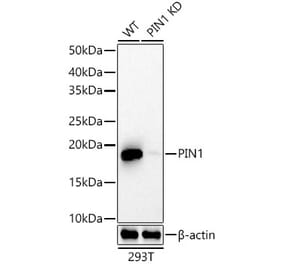 Western Blot - Anti-Pin1 Antibody [ARC57311] (A306840) - Antibodies.com