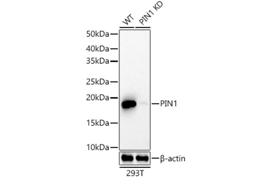 Western Blot - Anti-Pin1 Antibody [ARC57311] (A306840) - Antibodies.com