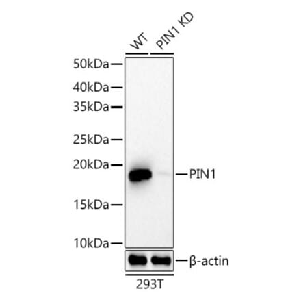 Western Blot - Anti-Pin1 Antibody [ARC57311] (A306840) - Antibodies.com
