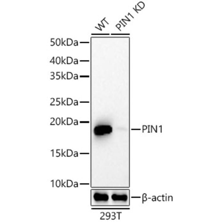 Western Blot - Anti-Pin1 Antibody [ARC57311] (A306840) - Antibodies.com