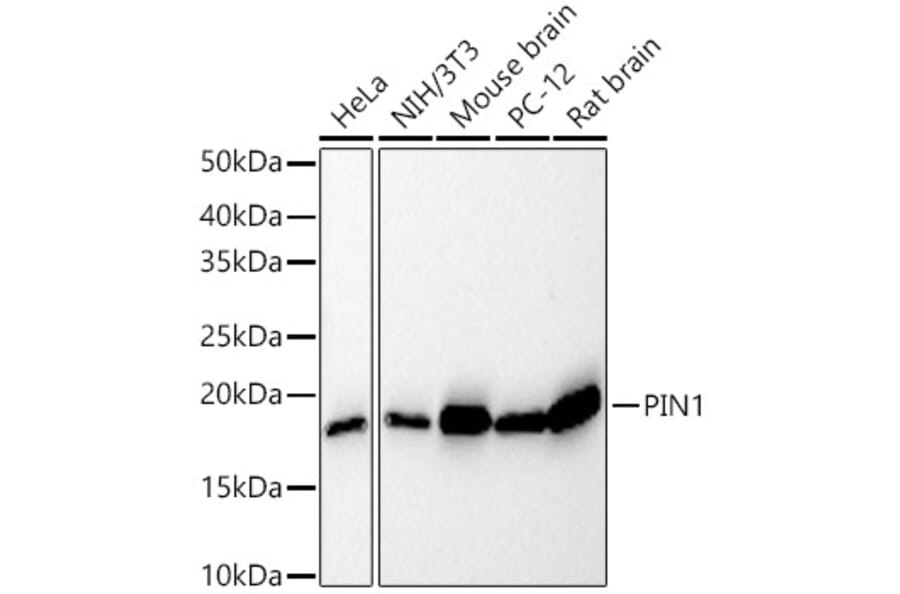 Western Blot - Anti-Pin1 Antibody [ARC57311] (A306840) - Antibodies.com