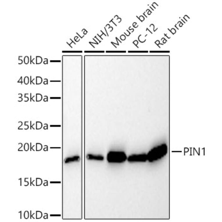 Western Blot - Anti-Pin1 Antibody [ARC57311] (A306840) - Antibodies.com