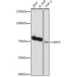 Western Blot - Anti-NXF1 Antibody [ARC2013] (A306841) - Antibodies.com
